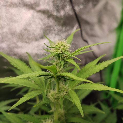Jack Herer Automatic growlog timeline photo