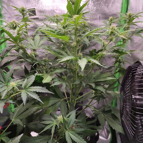 Jack Herer Automatic growlog timeline photo