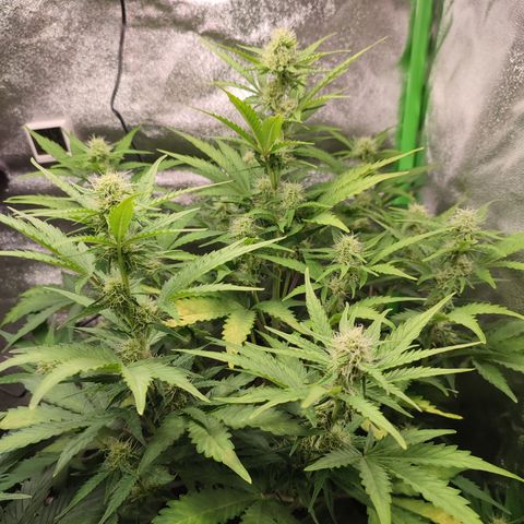 Jack Herer Automatic growlog timeline photo