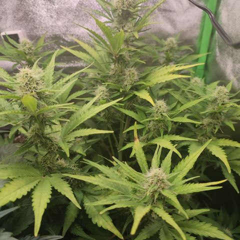 Jack Herer Automatic growlog timeline photo