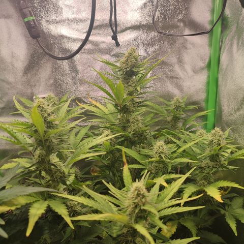 Jack Herer Automatic growlog timeline photo