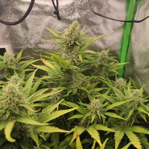 Jack Herer Automatic growlog timeline photo