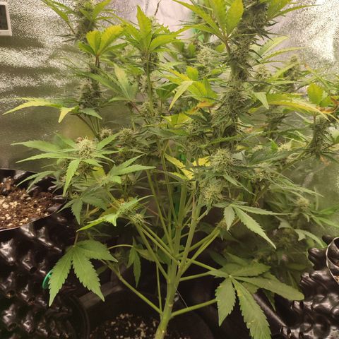 Jack Herer Automatic growlog timeline photo