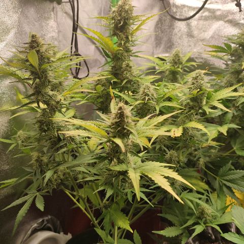 Jack Herer Automatic growlog timeline photo