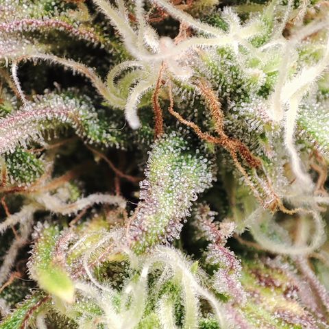 Jack Herer Automatic growlog timeline photo
