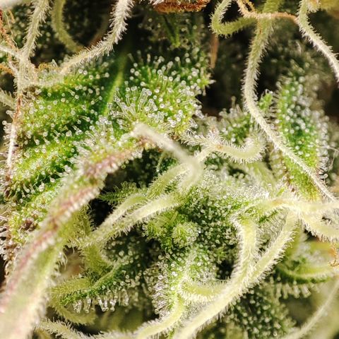 Jack Herer Automatic growlog timeline photo