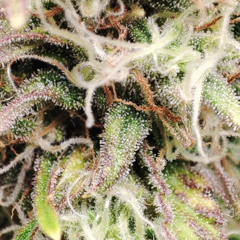 Jack Herer Automatic growlog timeline photo