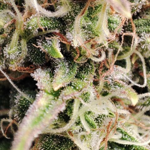 Jack Herer Automatic growlog timeline photo