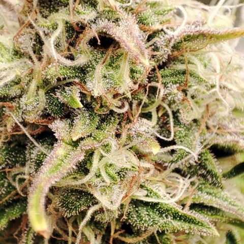 Jack Herer Automatic growlog timeline photo