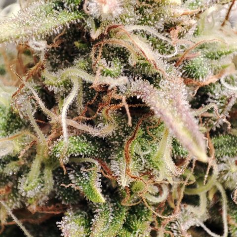 Jack Herer Automatic growlog timeline photo