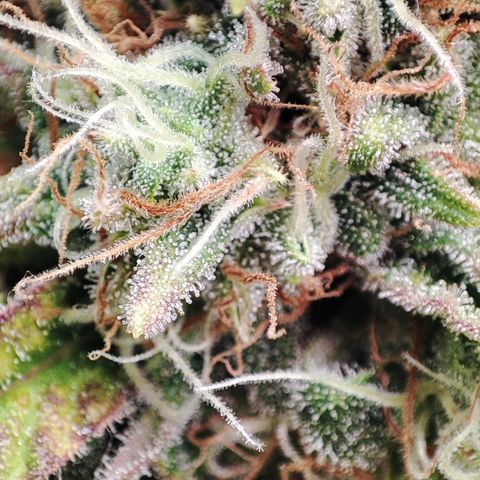 Jack Herer Automatic growlog timeline photo