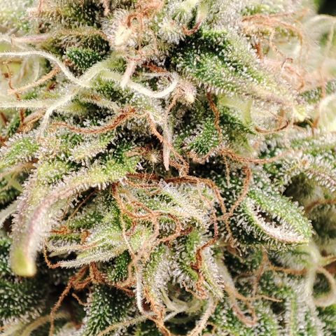 Jack Herer Automatic growlog timeline photo