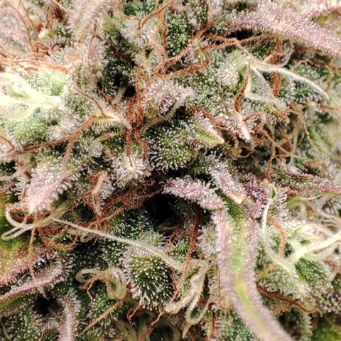 Jack Herer Automatic growlog timeline photo
