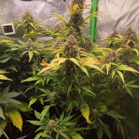 Jack Herer Automatic growlog timeline photo