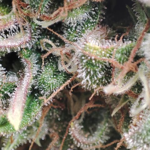 Jack Herer Automatic growlog timeline photo