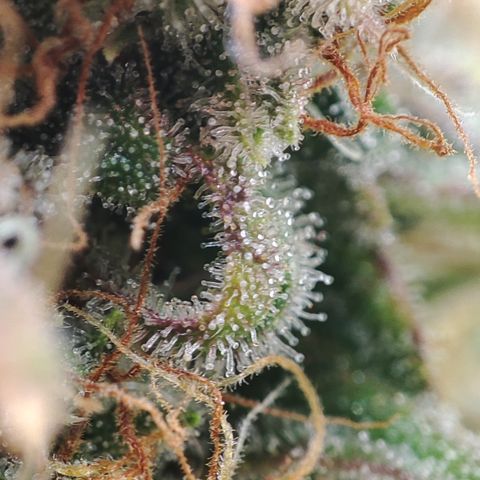 Jack Herer Automatic growlog timeline photo