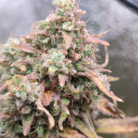 Jack Herer Automatic growlog timeline photo