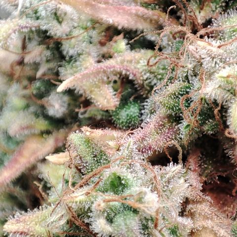 Jack Herer Automatic growlog timeline photo