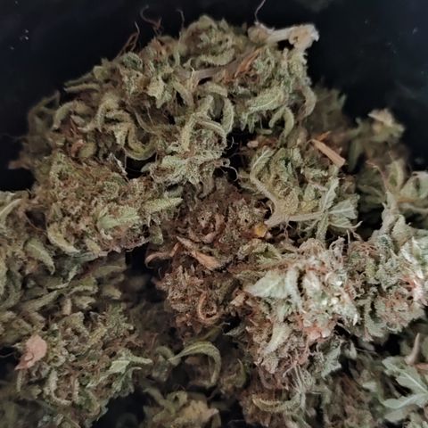 Jack Herer Automatic growlog timeline photo