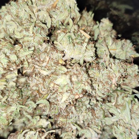 Jack Herer Automatic growlog timeline photo