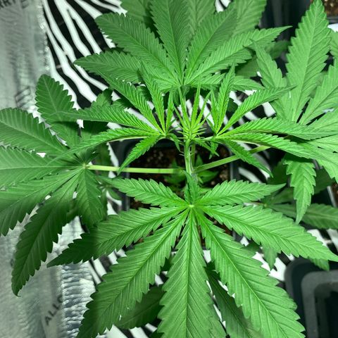 BG growlog timeline photo