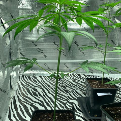 BG growlog timeline photo