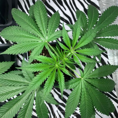 BG growlog timeline photo