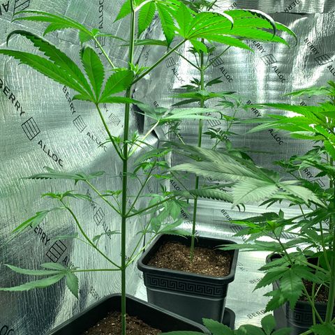 BG growlog timeline photo