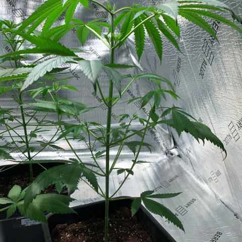 BG growlog timeline photo