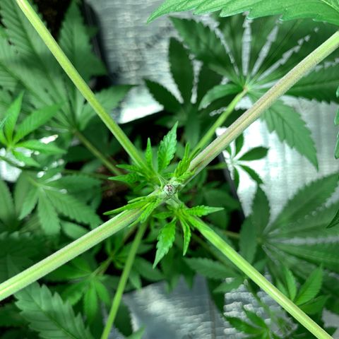 BG growlog timeline photo