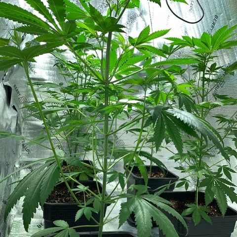 BG growlog timeline photo