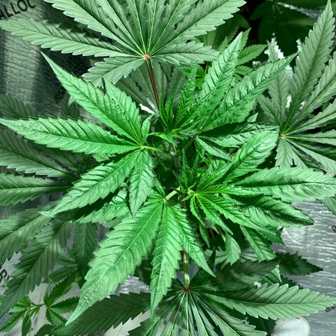 BG growlog timeline photo