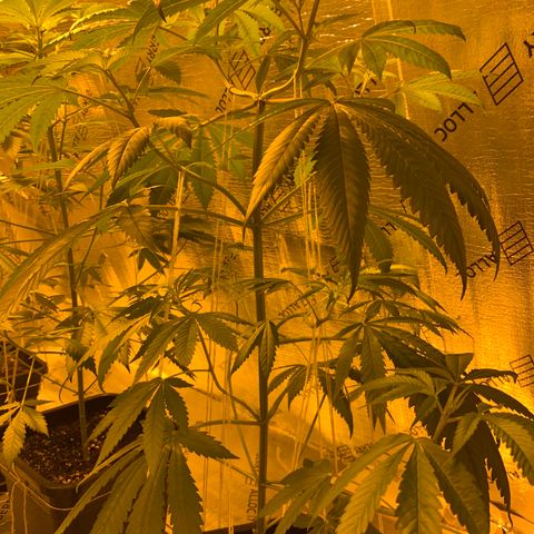 BG growlog timeline photo