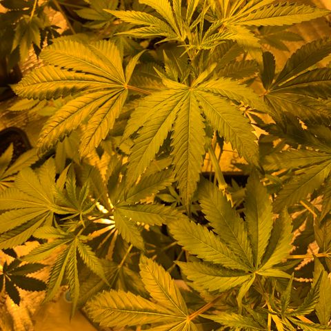 BG growlog timeline photo
