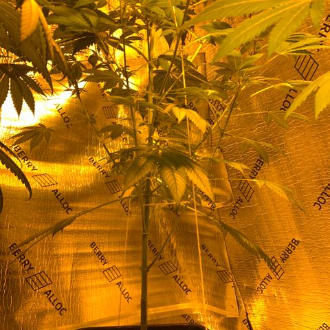 BG growlog timeline photo
