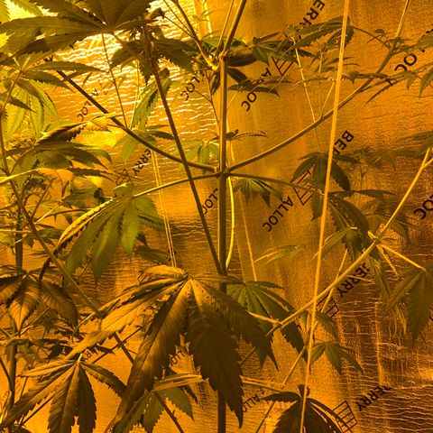 BG growlog timeline photo