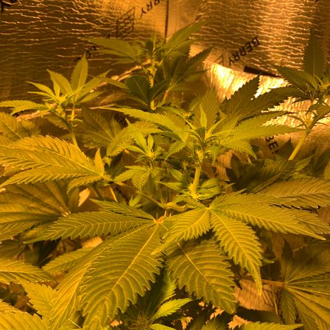 BG growlog timeline photo