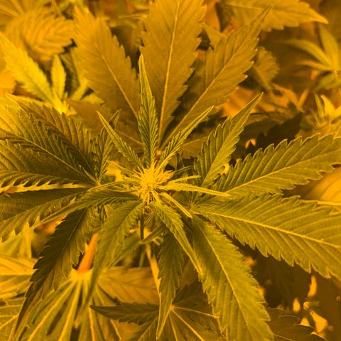 BG growlog timeline photo