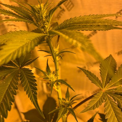 BG growlog timeline photo