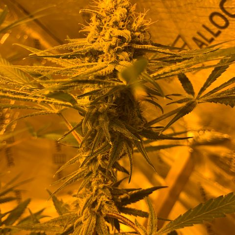 BG growlog timeline photo