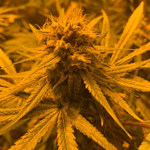 BG growlog timeline photo