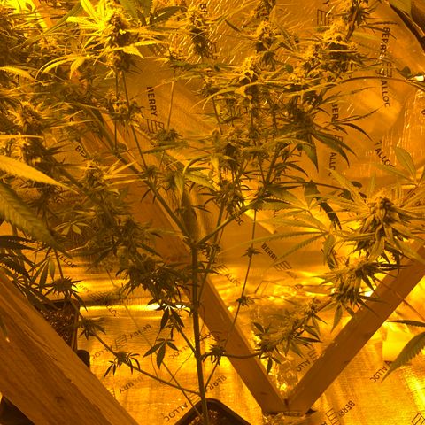 BG growlog timeline photo