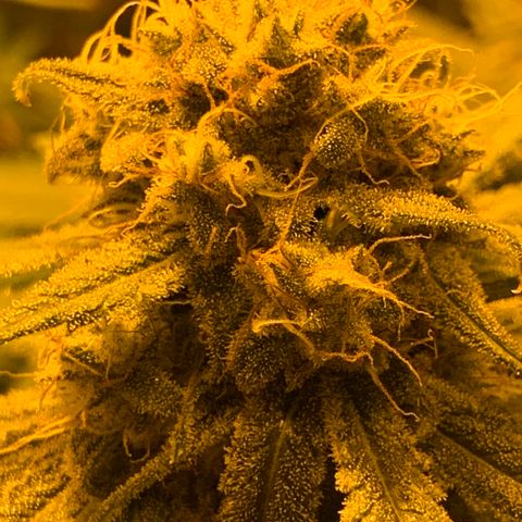 BG growlog timeline photo