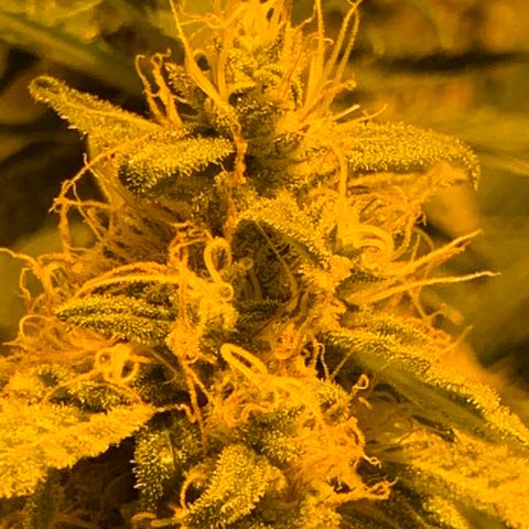 BG growlog timeline photo