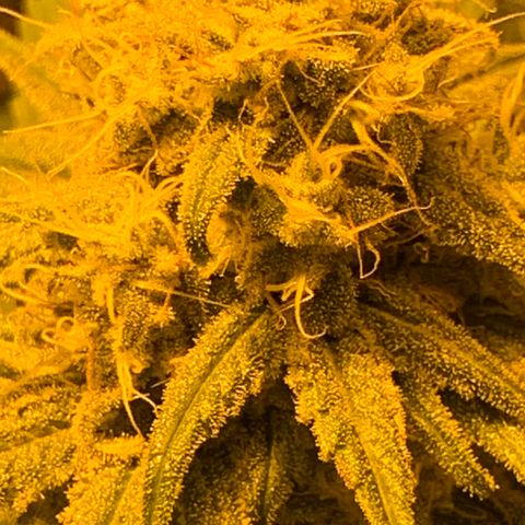 BG growlog timeline photo