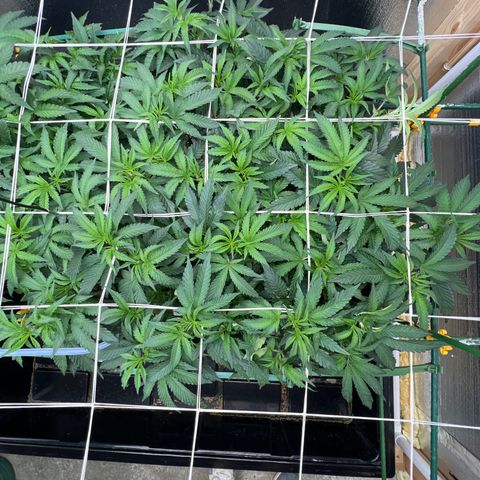 Apple Fritter growlog timeline photo