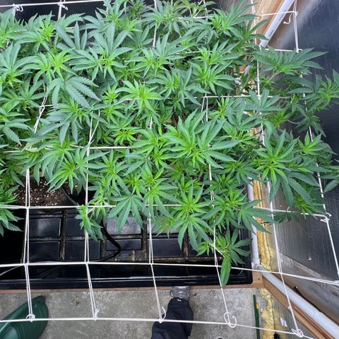 Apple Fritter growlog timeline photo