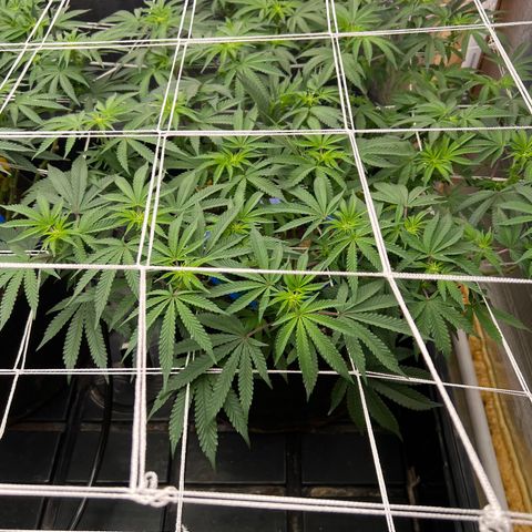 Apple Fritter growlog timeline photo