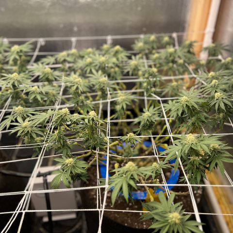 Apple Fritter growlog timeline photo