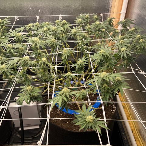 Apple Fritter growlog timeline photo